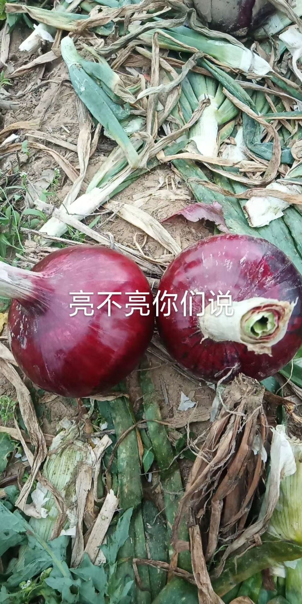 扁红洋葱  山东省聊城市莘县洋葱基地直供