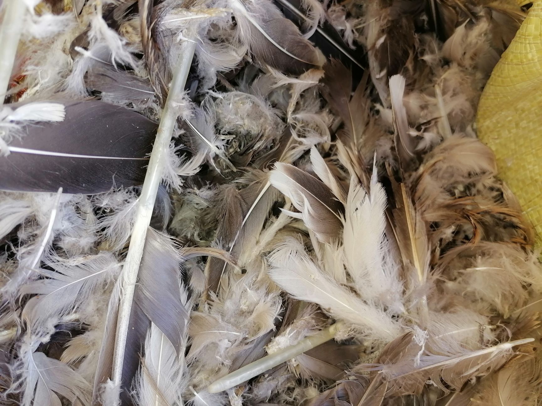 鸭毛  合作共赢