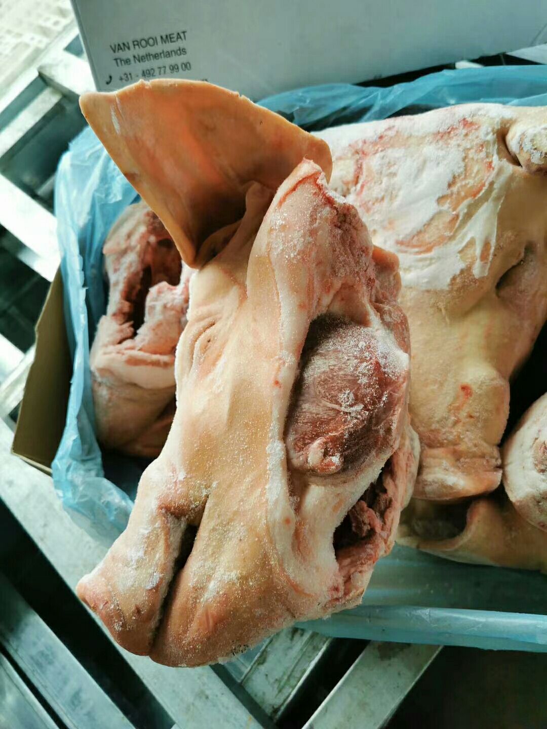 猪头  带耳猪头  猪头肉