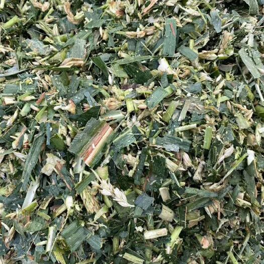 瓦房店市玉米青贮草 青贮草料，今年新草！干净无杂质！
