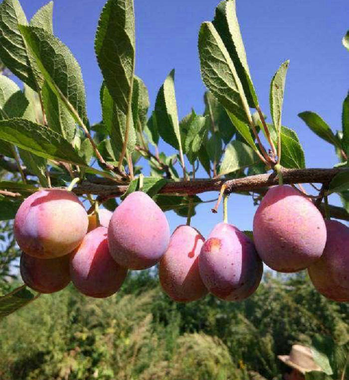  【新品种】西梅李子苗 恐龙蛋李子苗包品种基地直销