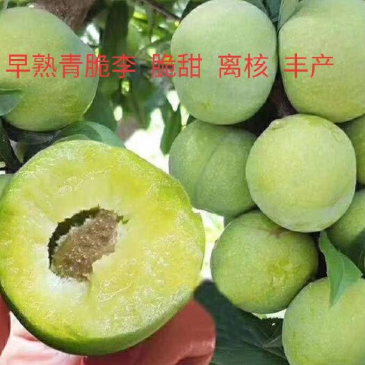 简阳市青脆李优系 ，四川青脆李树苗，青脆李子苗，四川李子苗
