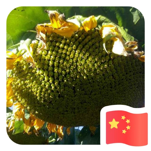 葵瓜子  内蒙乌兰察布优质葵花籽产地直供