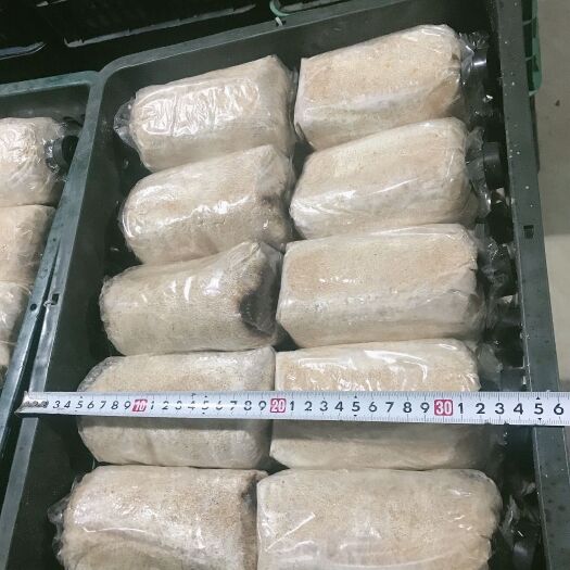 昆明大球盖菇菌种