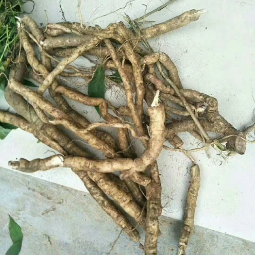 博罗县 黄花倒水莲。
