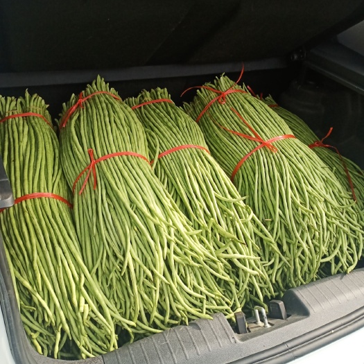 兰陵县 豆角！豆角！豆角！价格美丽