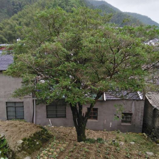 祁门县 精品黄杨