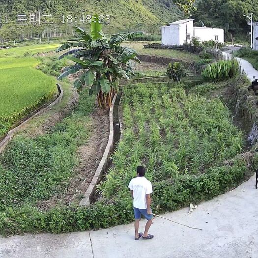 天等县 正宗土山羊小耳朵