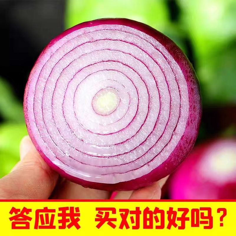 扁红洋葱  山东省聊城市莘县洋葱基地直供