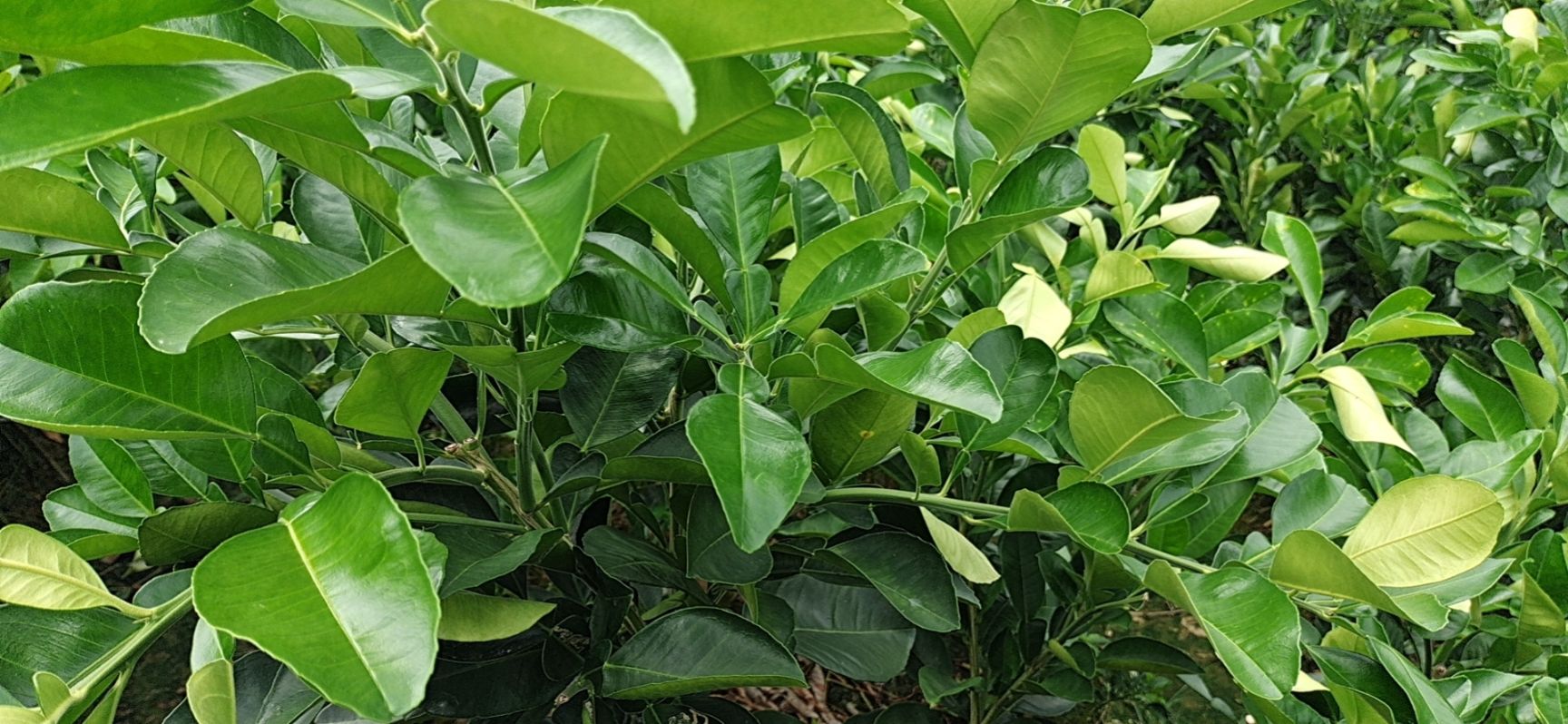泰国青柚苗 青丝绿靓的酸柚苗，移植后可以马上嫁接，优点:尽早供应抢头市。