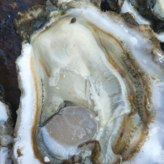 长海县三倍体生蚝  大连长海生蚝