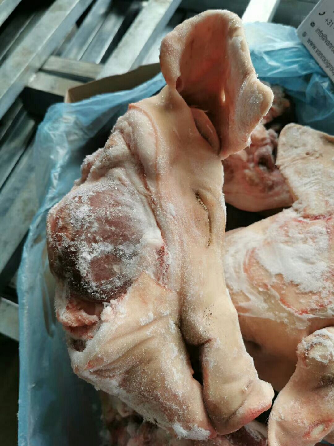 猪头  带耳猪头  猪头肉