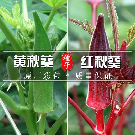 宿迁 秋葵种子高产水果秋葵黄秋葵种籽绿羊角红秋葵四季蔬菜种子