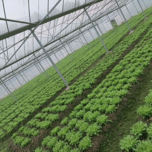 衡阳苦菊 黄心苦苣，全程采用有机肥种植，绿色防控