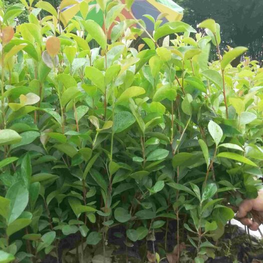 广州油茶树苗  ，油茶营养小杯苗，基地直销批发价格