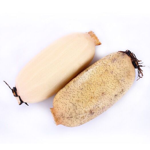 连云港粉藕