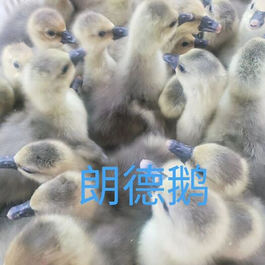 建湖县朗德鹅鹅苗