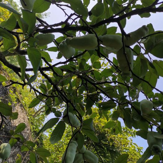 长阳县皱皮木瓜苗 正宗无籽皱皮木瓜树苗，药用木瓜树苗
