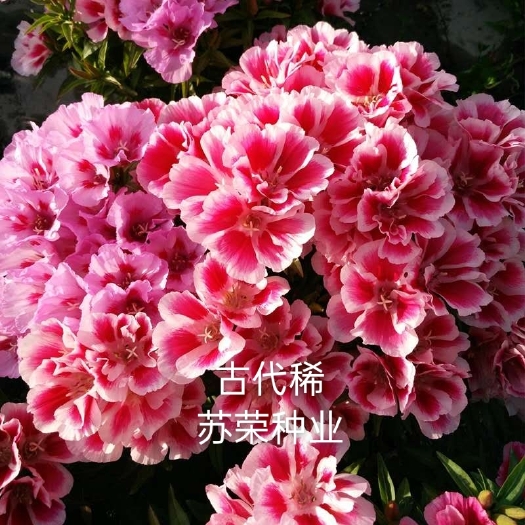 宿迁 古代稀种子 送春花 别春花种子 盆栽花卉草花花海花卉种籽