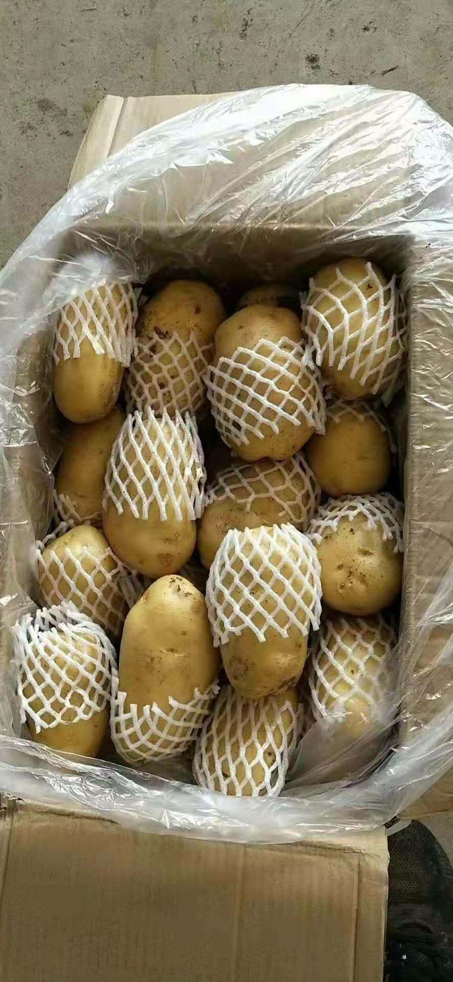 荷兰15  山东荷兰土豆箱装精品货，特大箱装土豆