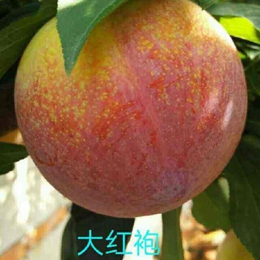 盖州市大红袍李子！4-5万斤！套袋果！已成熟