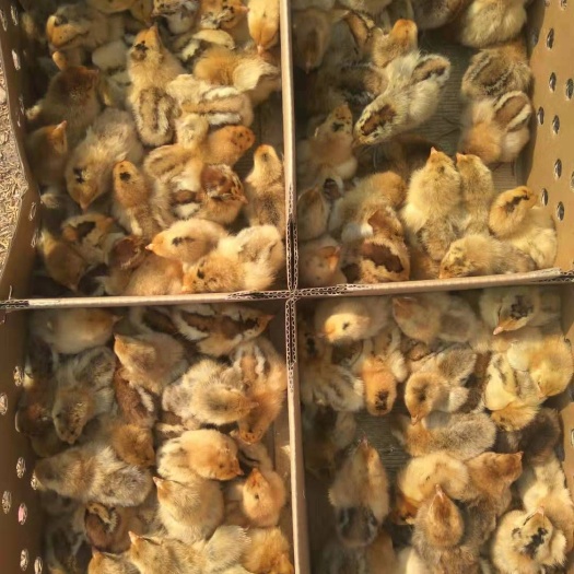 简阳市土鸡苗 厂家直发，没有中间商，一手货源