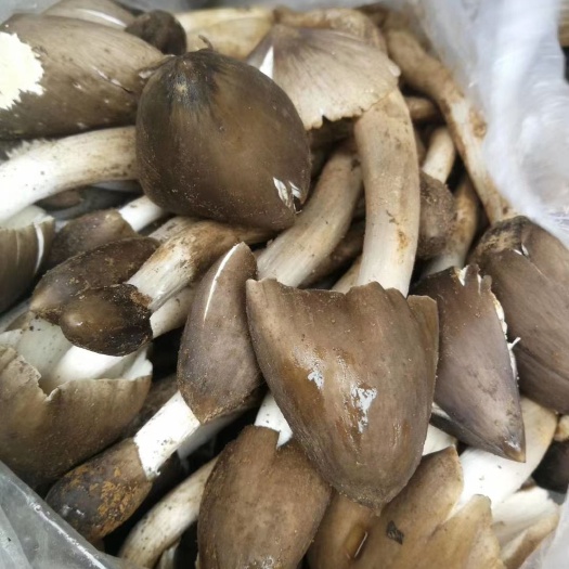 大理市 云南黑鸡枞菌