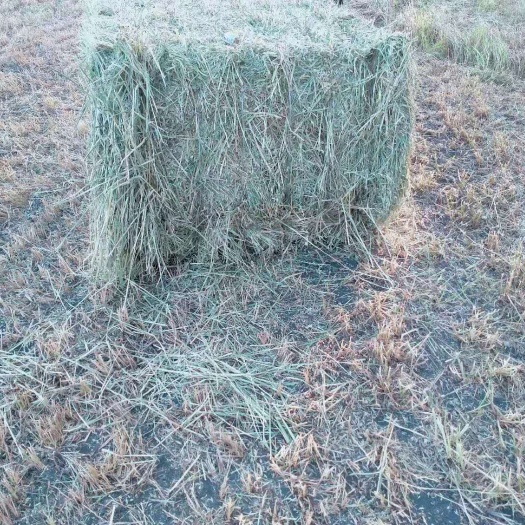 正蓝旗苜蓿草