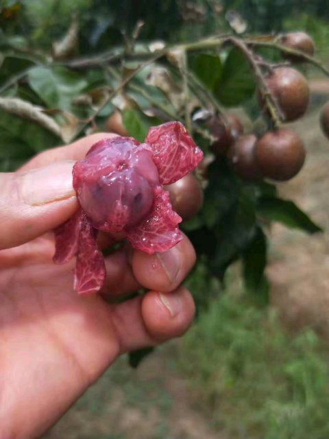 灵山县黄皮果苗 紫肉黄皮苗，保证品种纯正，