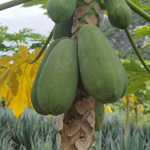 龙州县大白木瓜