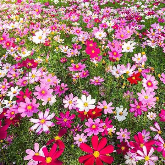 淮安 紫松果菊种子宿根多年生花海景观草花种子易活紫锥花种子紫锥花