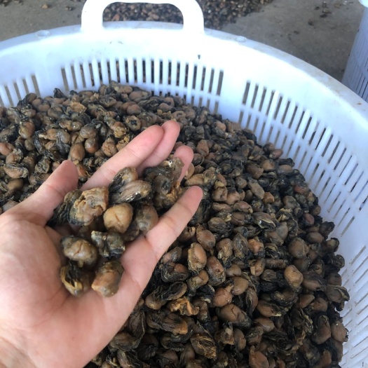 蚝干 牡蛎干  海蛎干 蚝豉 生蚝干 不抽油 干货
