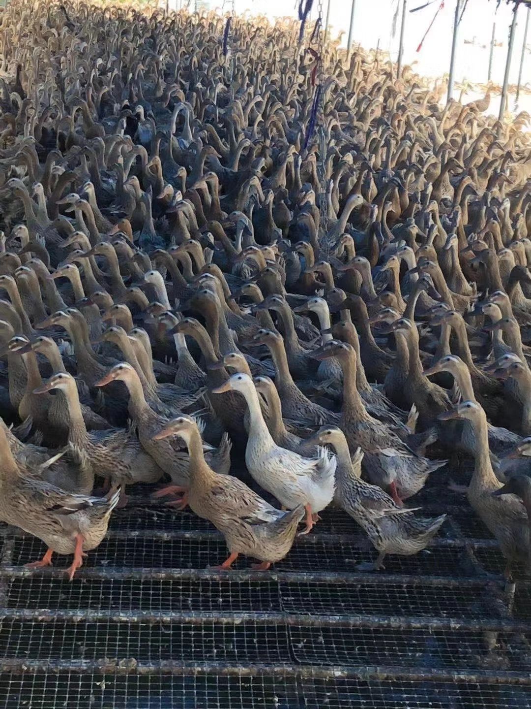  淘汰蛋鸭4200个，平均3.12.看上的联系我24元走车