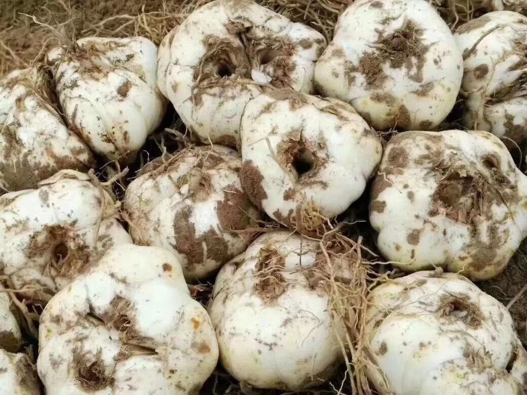 兰州百合 3cm-5cm