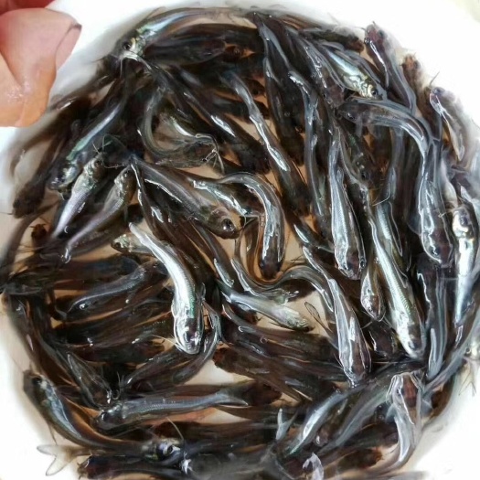广州斑点叉尾鮰苗