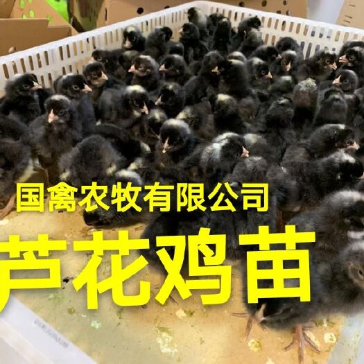南宁 黑芦花鸡苗，疫苗齐全，品种纯正
