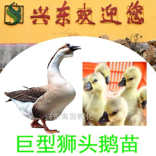 南雄市狮头鹅苗 广东狮头鹅大种苗 已打疫苗 90天可出栏 15斤左右