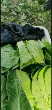曹县 精品小棵油菜，精品小棵快菜