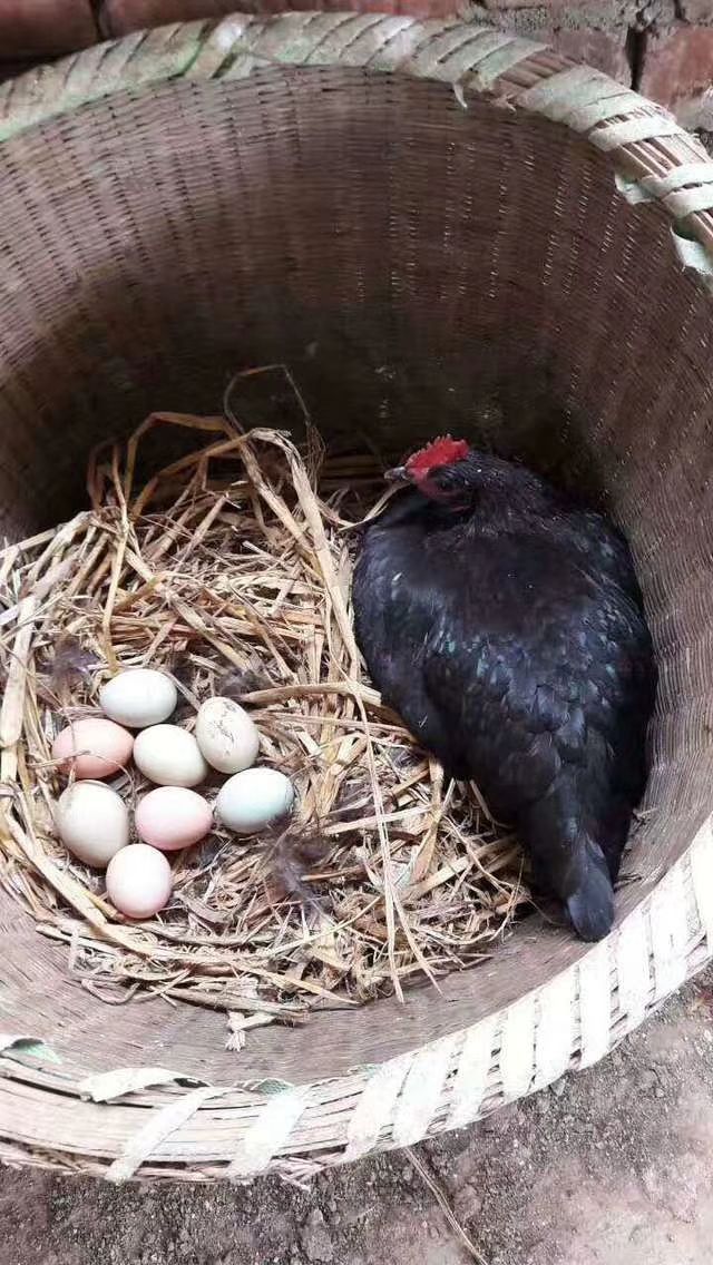 土鸡蛋 食用 礼盒装