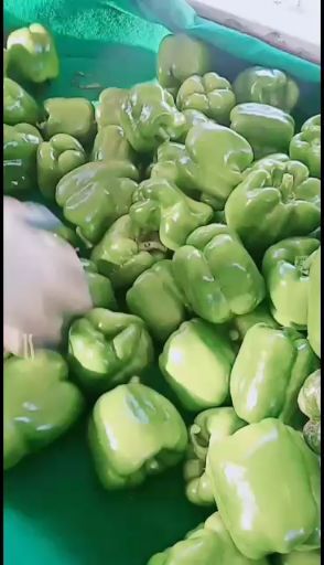 山阴县青椒王 大量鲜货上市中，新鲜采摘，货源充足