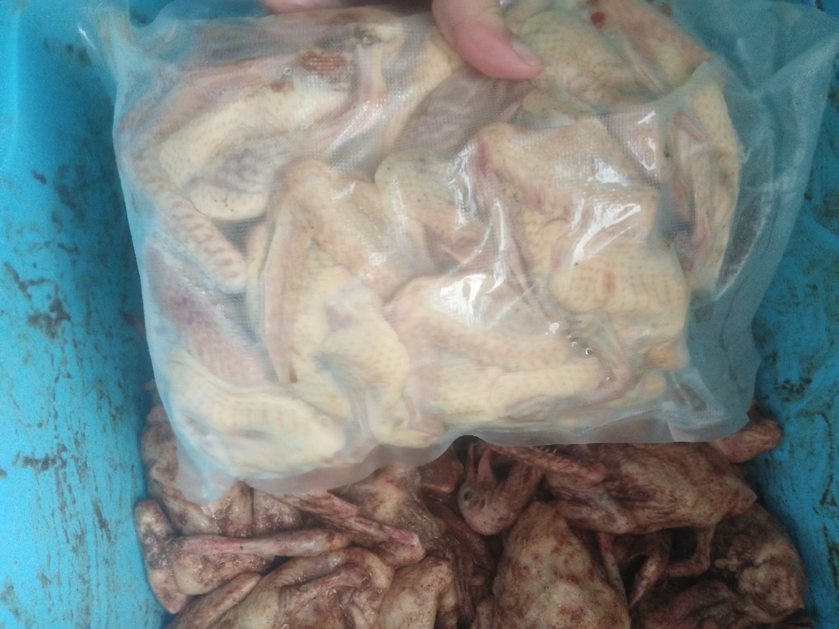 肉鸽肉 腌制乳鸽，配方腌制，保证每份乳鸽皮脆多汁，口齿留香。
