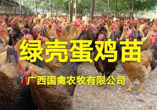南宁 绿壳蛋鸡苗，品种纯正，疫苗齐全