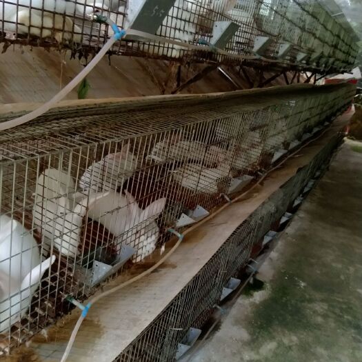 灵山县 肉兔，