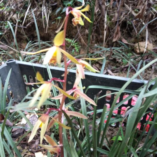 新晃县马兰花 兰花