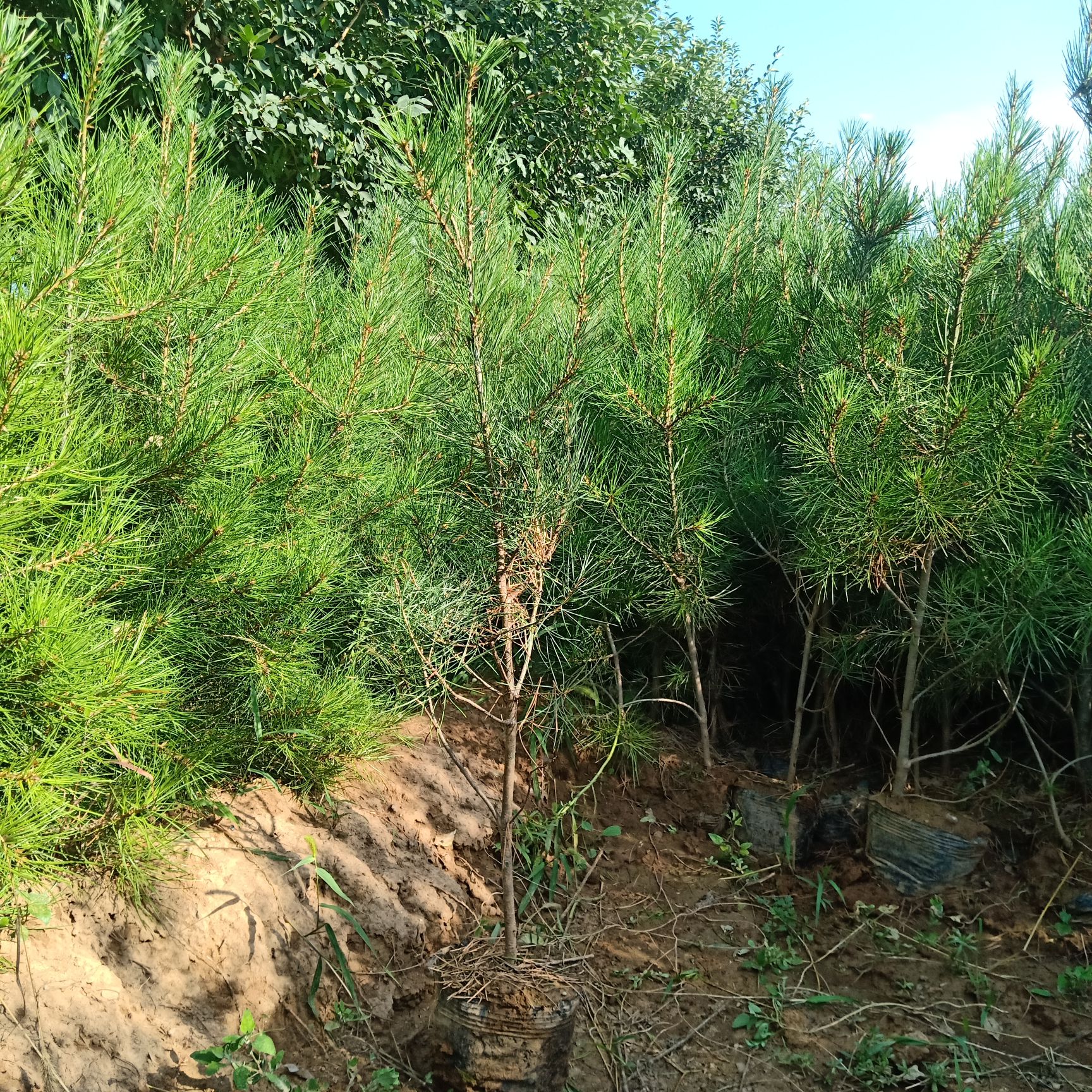 白皮松苗白皮松小苗白皮松营养杯苗裸根白皮松苗