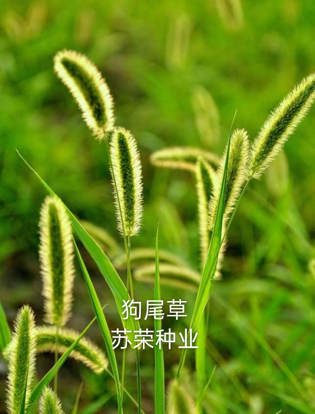 宿迁 狗尾草种子狗尾巴草种籽药材饲料牧草观赏护易活花海种子可货到付