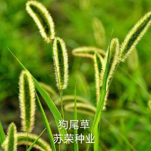  狗尾草种子狗尾巴草种籽药材饲料牧草观赏护易活花海种子可货到付