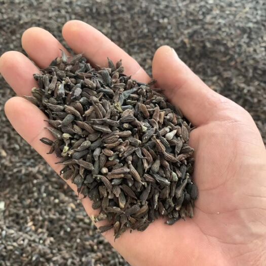 文山市 【热销】百部种子 发芽率95%以上 免费提供种植技术 包邮