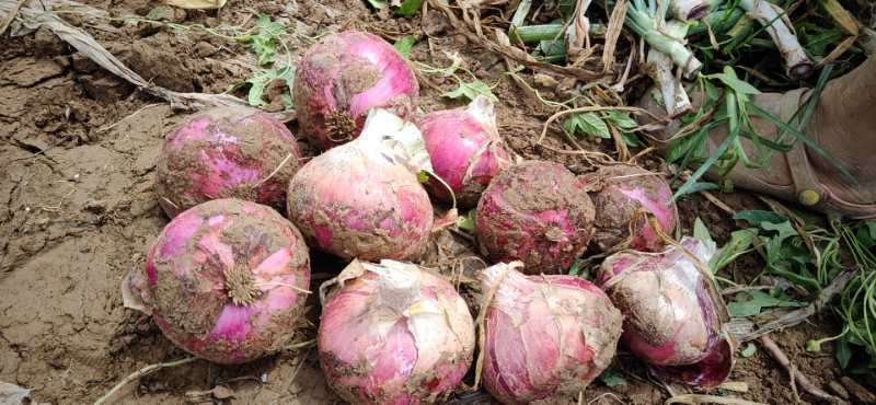 扁红洋葱  山东省聊城市莘县洋葱基地直供