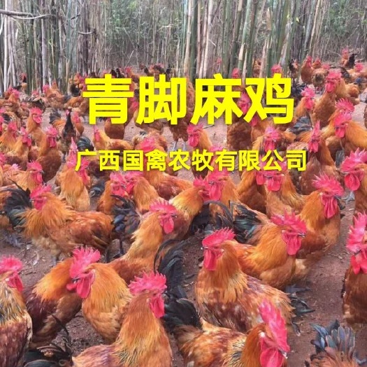 南宁 广西青脚麻鸡苗，品种纯正，疫苗齐全